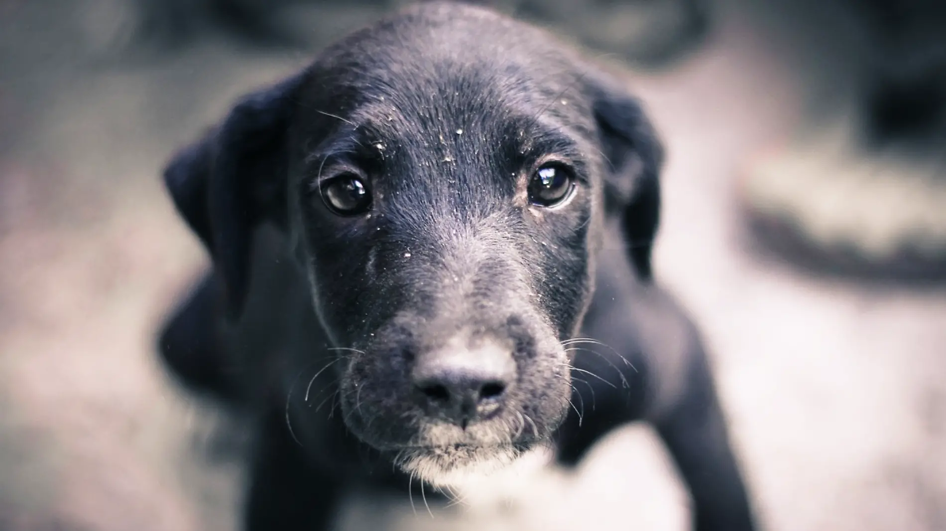 mascota perro